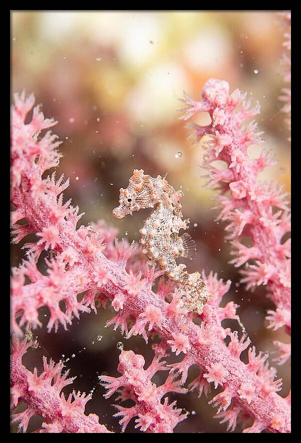 Hidden Gems Of The Reef