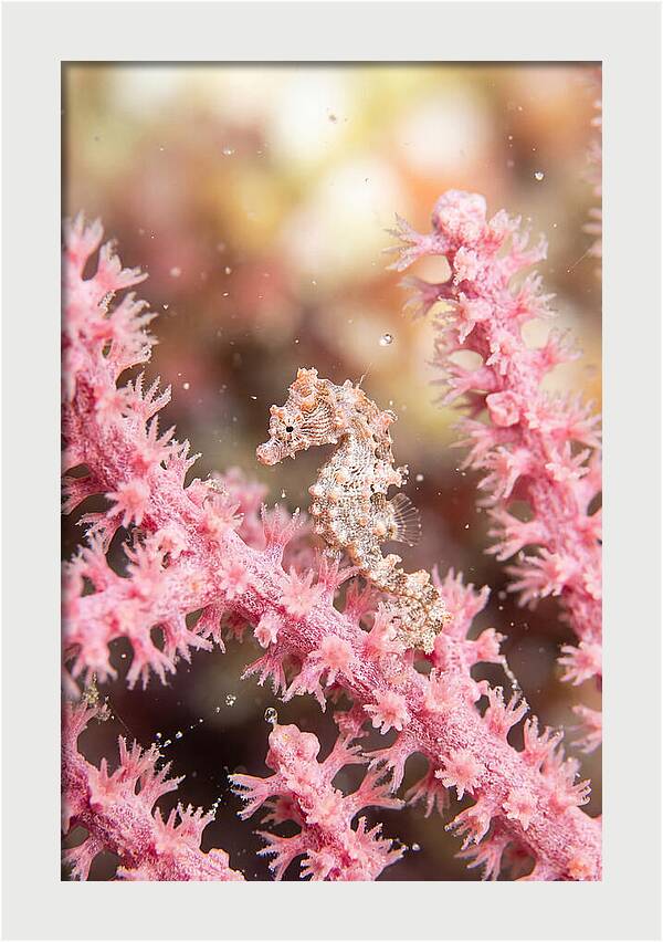 Hidden Gems Of The Reef