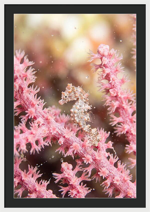 Hidden Gems Of The Reef