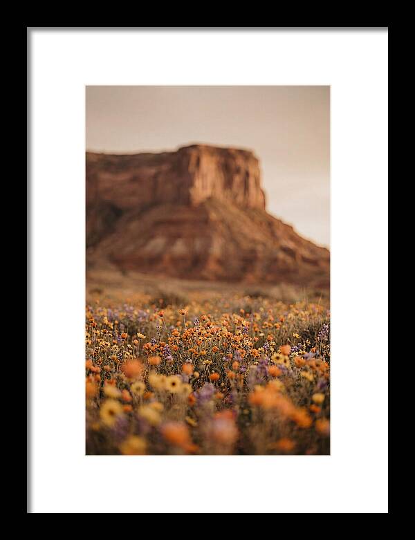 High Desert Mesa With Wildflowers