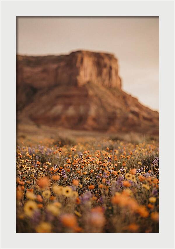 High Desert Mesa With Wildflowers