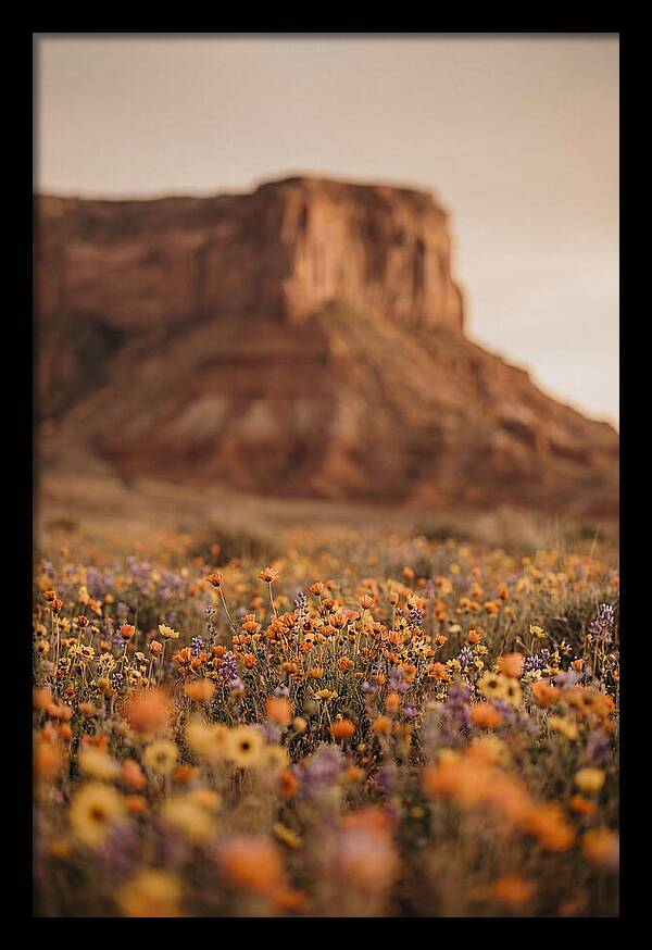 High Desert Mesa With Wildflowers