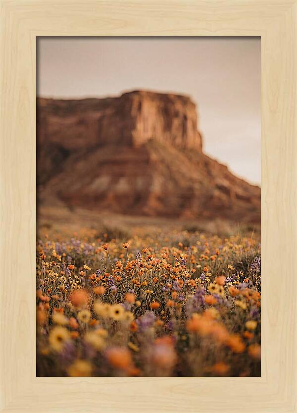 High Desert Mesa With Wildflowers