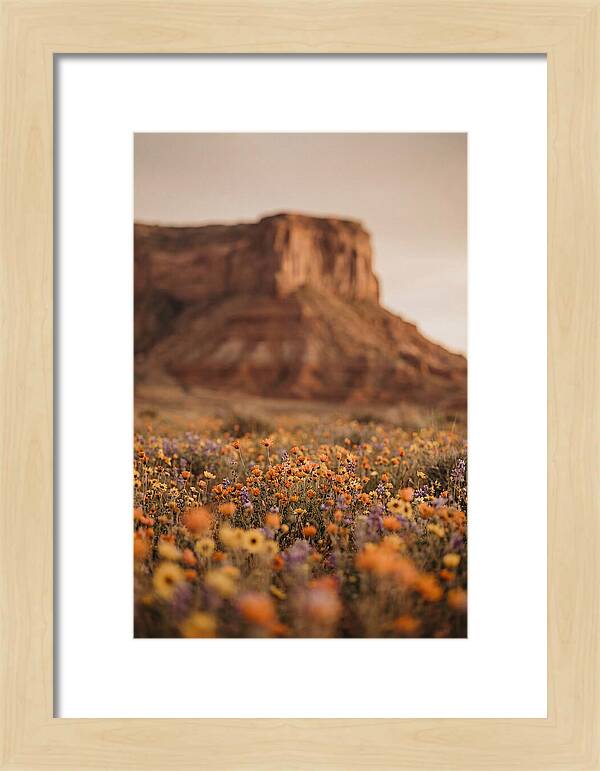 High Desert Mesa With Wildflowers