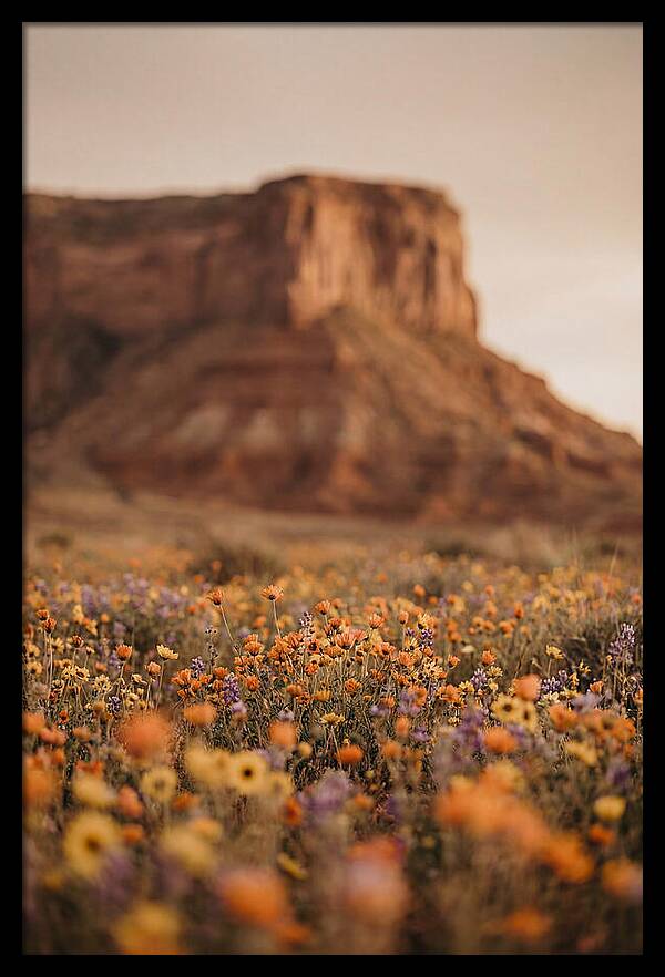 High Desert Mesa With Wildflowers