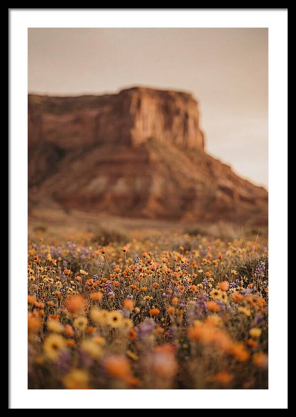High Desert Mesa With Wildflowers