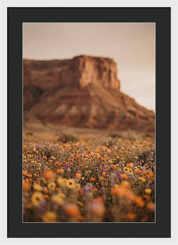 High Desert Mesa With Wildflowers