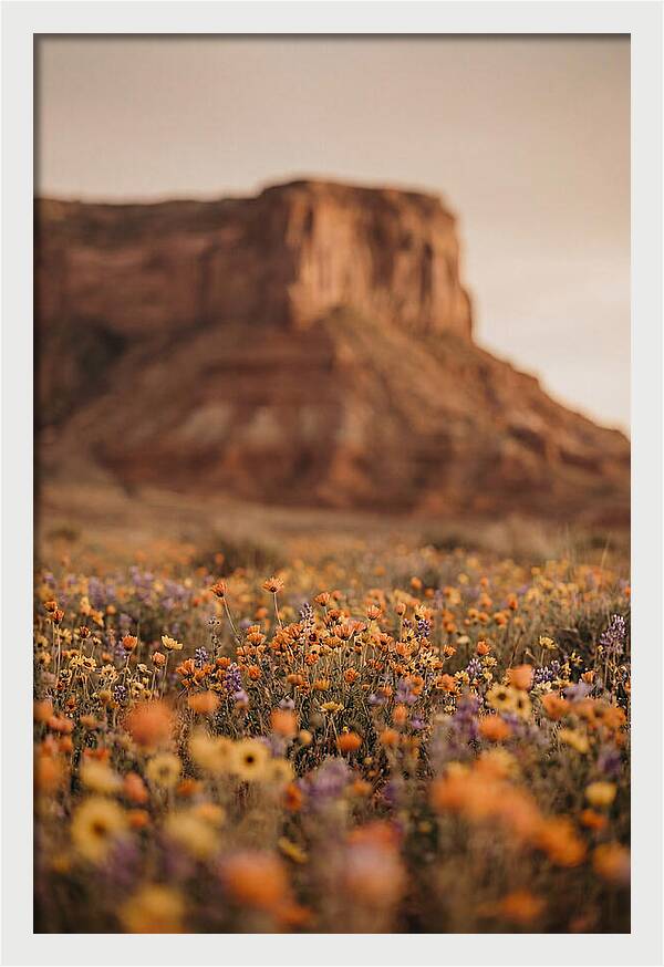 High Desert Mesa With Wildflowers