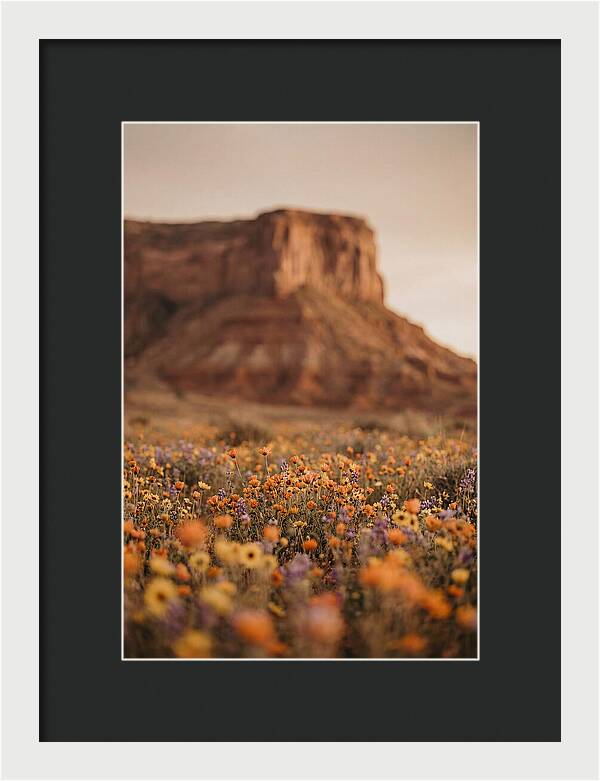 High Desert Mesa With Wildflowers