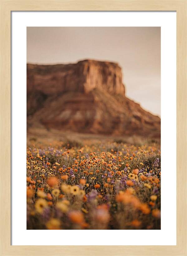 High Desert Mesa With Wildflowers