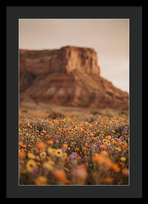 High Desert Mesa With Wildflowers