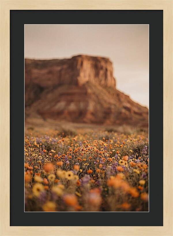 High Desert Mesa With Wildflowers