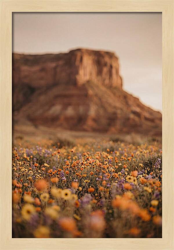 High Desert Mesa With Wildflowers