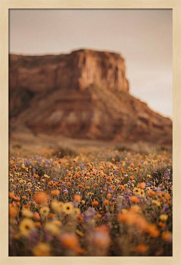 High Desert Mesa With Wildflowers