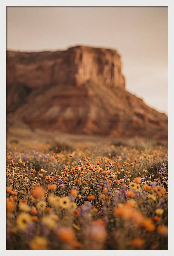 High Desert Mesa With Wildflowers