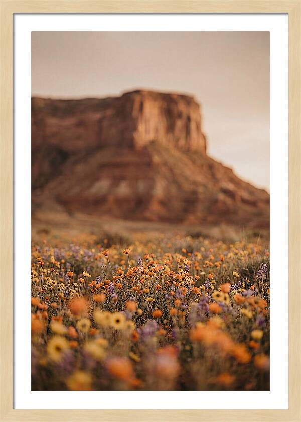 High Desert Mesa With Wildflowers