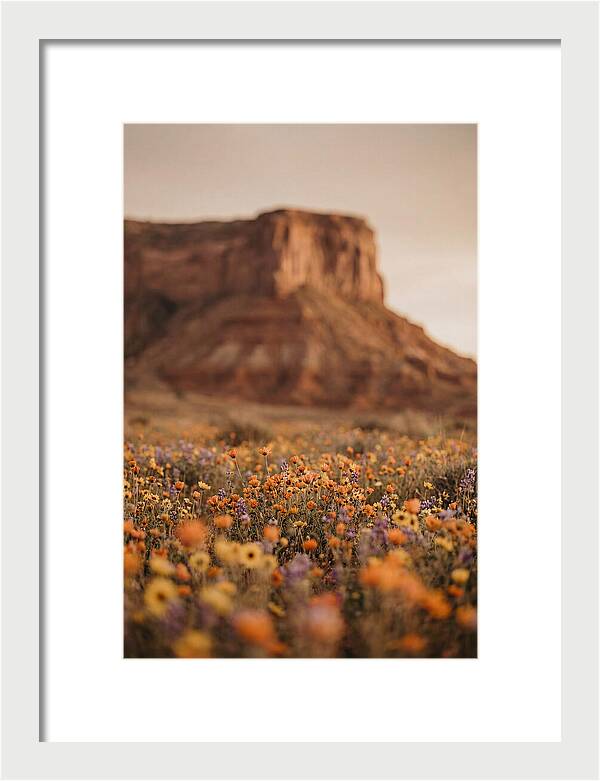 High Desert Mesa With Wildflowers