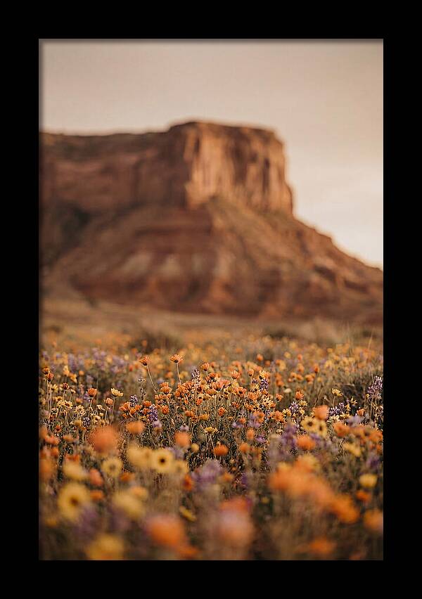 High Desert Mesa With Wildflowers