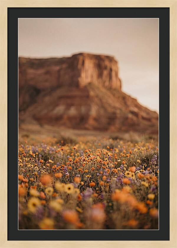 High Desert Mesa With Wildflowers