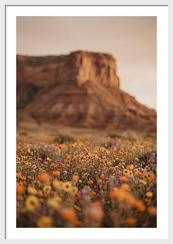 High Desert Mesa With Wildflowers