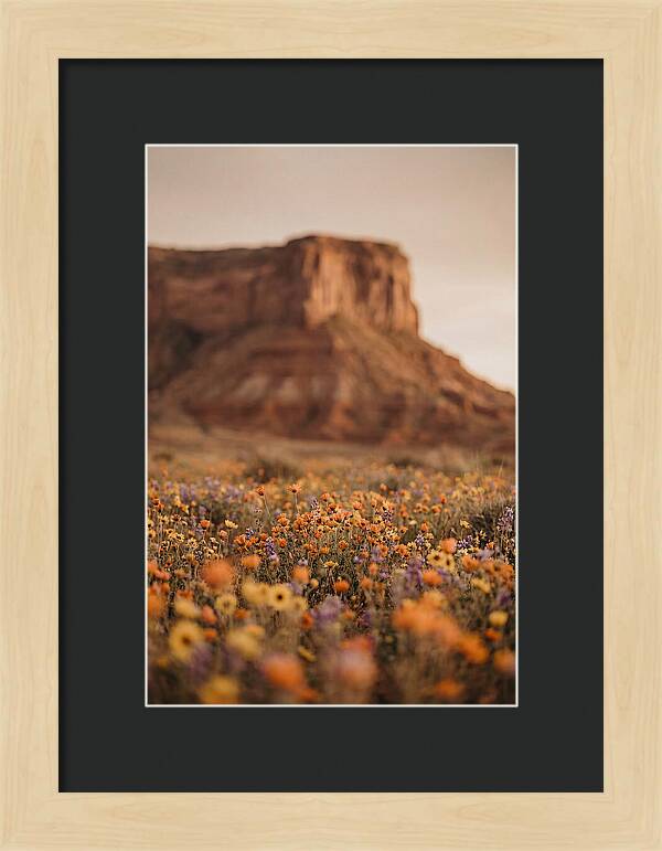 High Desert Mesa With Wildflowers