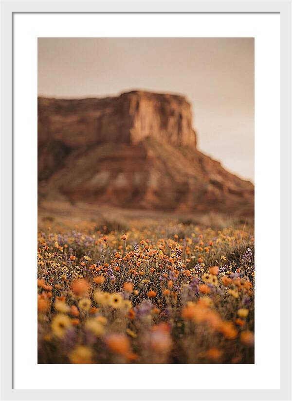 High Desert Mesa With Wildflowers