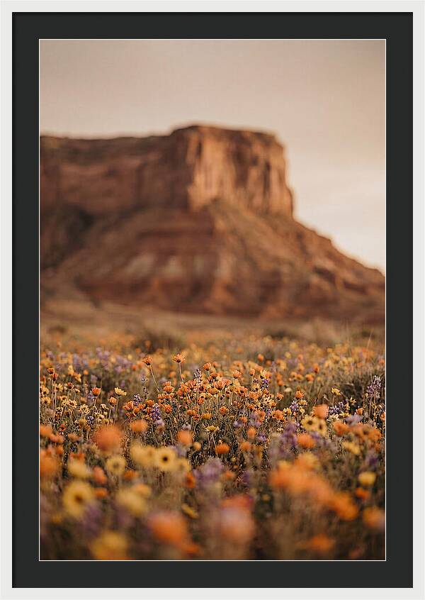 High Desert Mesa With Wildflowers