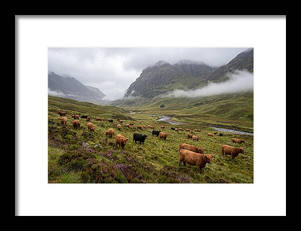 Highland Cattle In Misty Valley