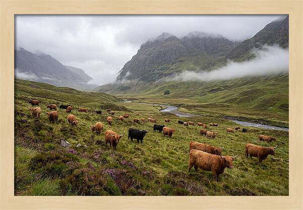 Highland Cattle In Misty Valley