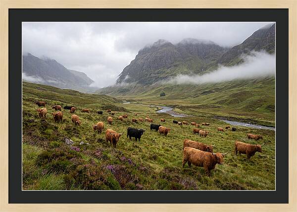 Highland Cattle In Misty Valley