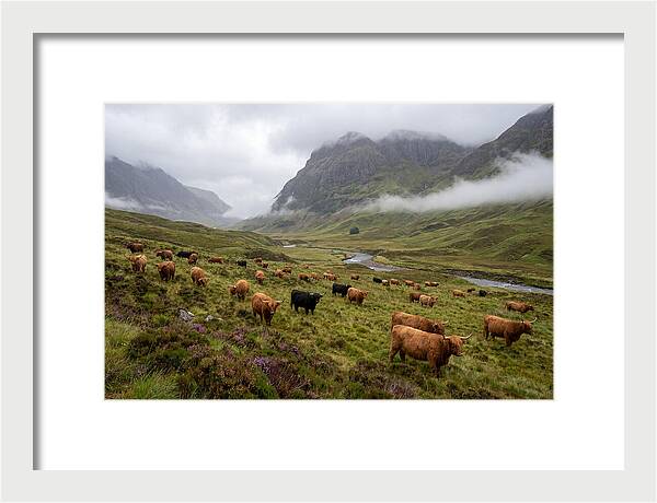Highland Cattle In Misty Valley