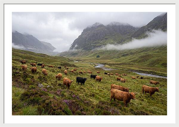 Highland Cattle In Misty Valley