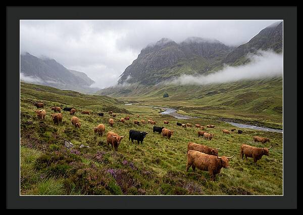 Highland Cattle In Misty Valley
