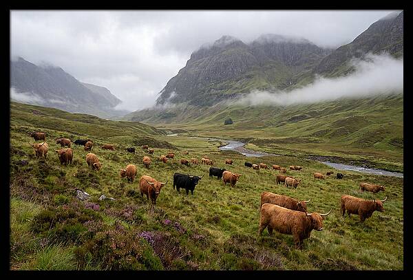 Highland Cattle In Misty Valley