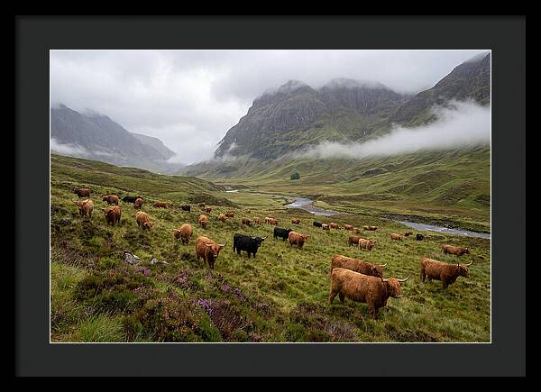 Highland Cattle In Misty Valley