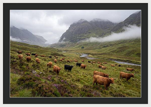 Highland Cattle In Misty Valley
