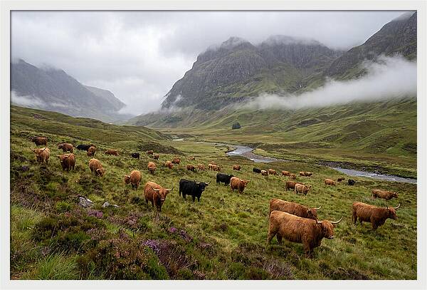 Highland Cattle In Misty Valley