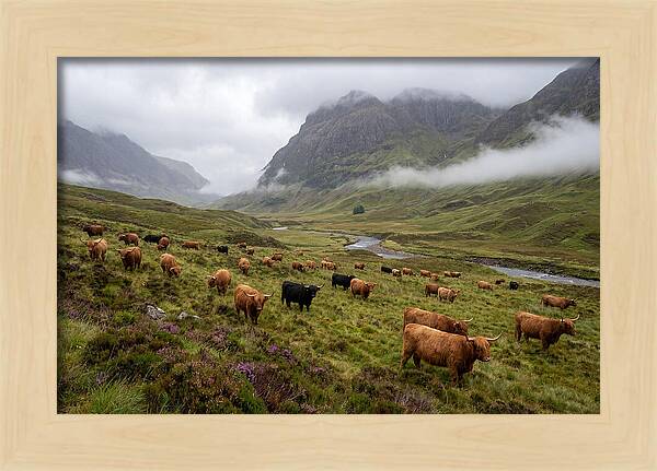 Highland Cattle In Misty Valley