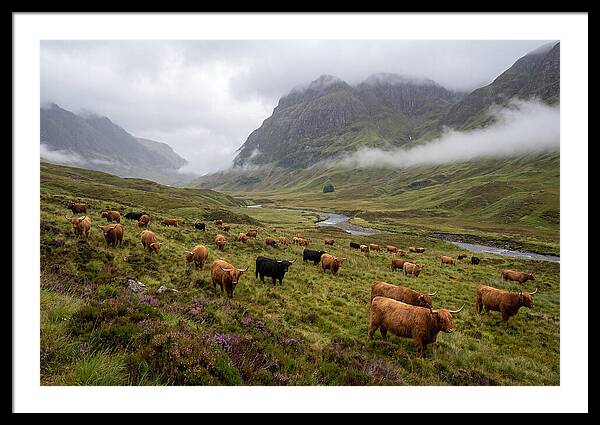 Highland Cattle In Misty Valley