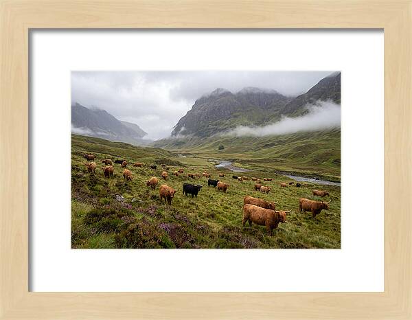 Highland Cattle In Misty Valley