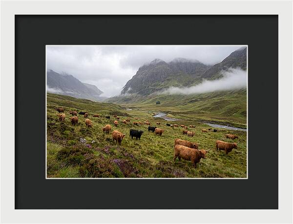 Highland Cattle In Misty Valley