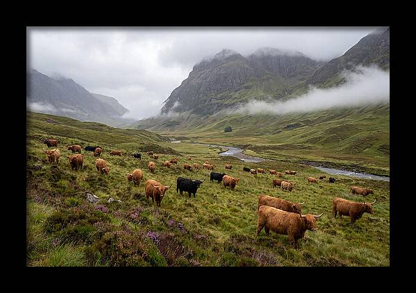 Highland Cattle In Misty Valley
