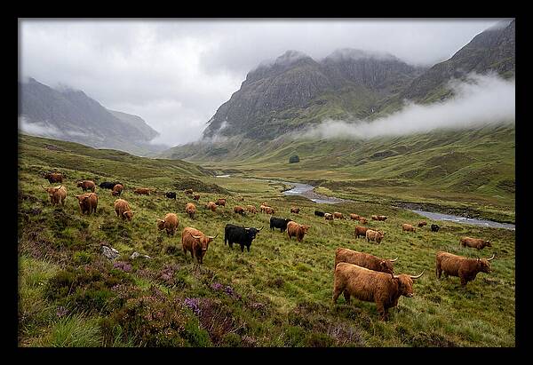 Highland Cattle In Misty Valley