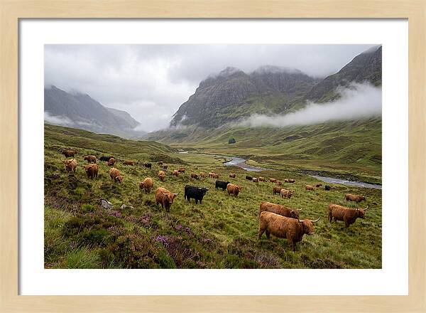 Highland Cattle In Misty Valley
