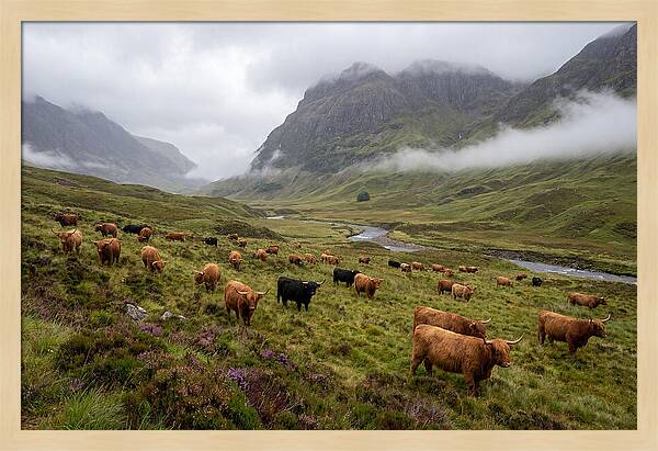 Highland Cattle In Misty Valley