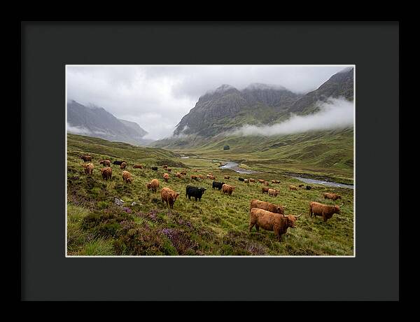 Highland Cattle In Misty Valley