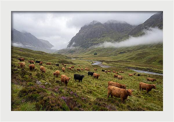 Highland Cattle In Misty Valley