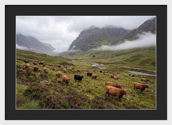 Highland Cattle In Misty Valley