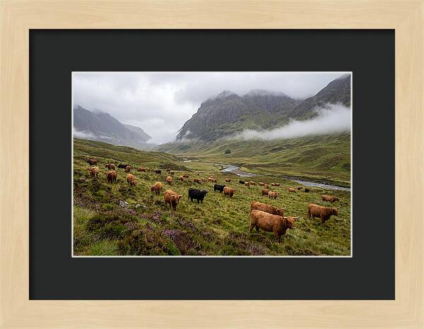 Highland Cattle In Misty Valley