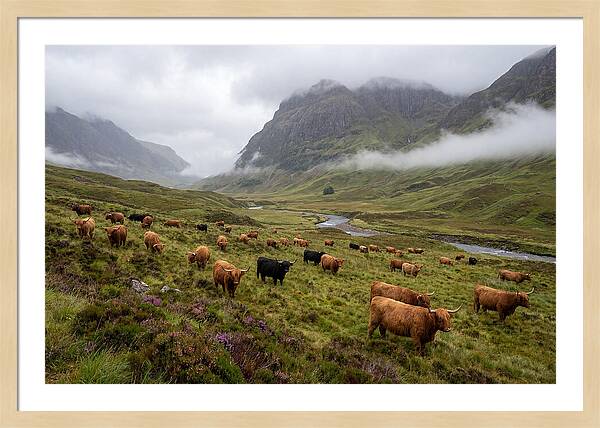 Highland Cattle In Misty Valley